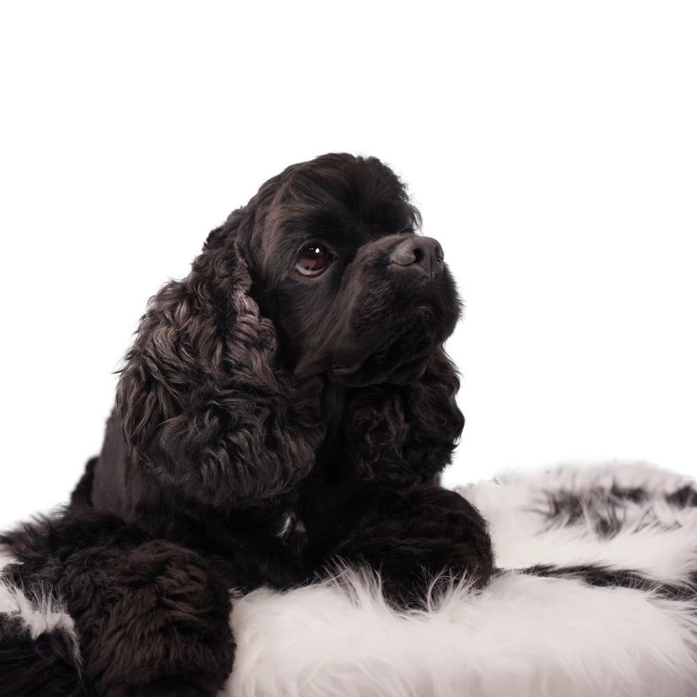 
                      
                        Faux Fur Panda-shaped Dog Bed
                      
                    