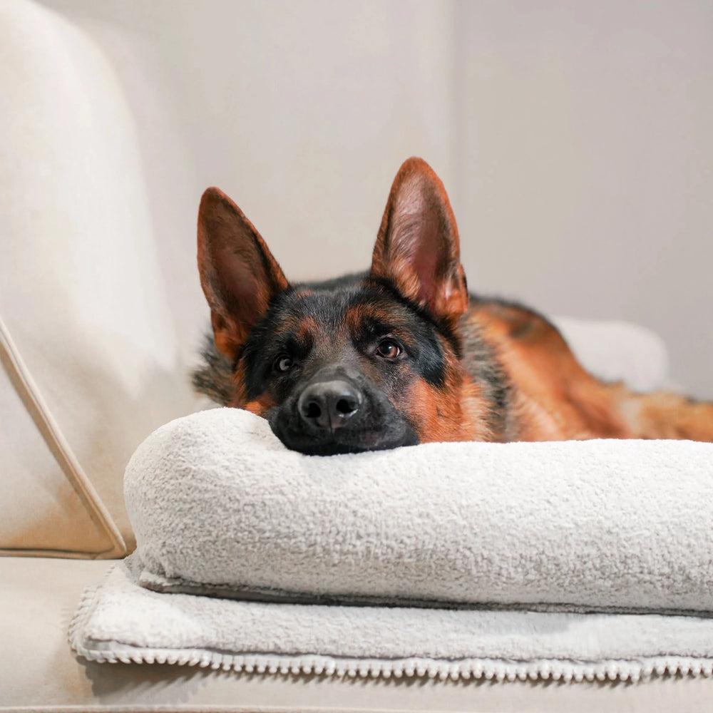 
                      
                        Omni Cover Furniture Protector Couch Cover
                      
                    